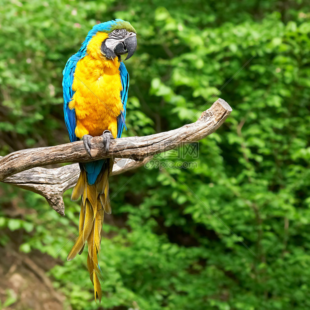 树枝上的macaw高清图片下载 正版图片 摄图网