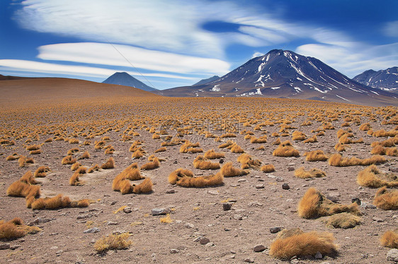 高原草帕贾布拉瓦靠近火山米坎蒂,沙漠阿塔卡马,智利图片