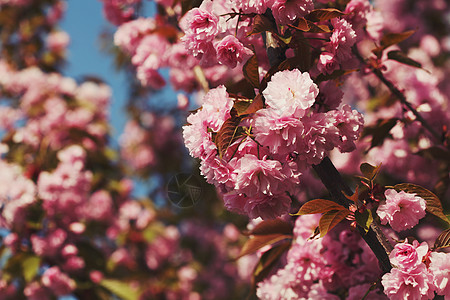 春樱花粉红色的花图片
