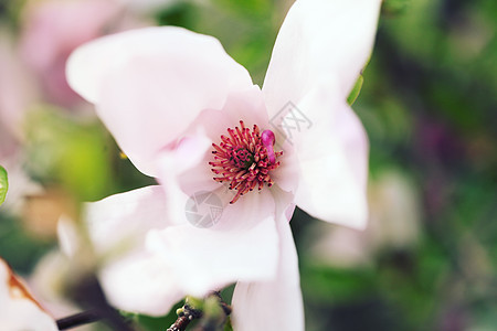 粉红色木兰与复古颜调Instagram过滤器图片