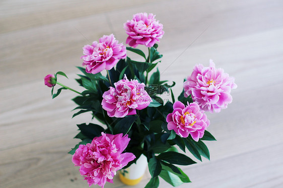 老式花牡丹粉红色的花照片色调风格Instagram过滤器图片