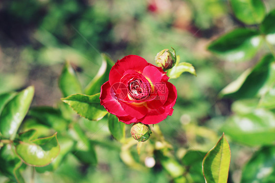 红玫瑰,英国兰开斯特家族族图片