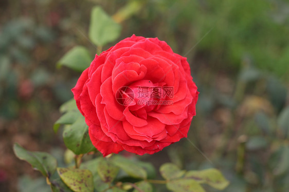 红玫瑰,英国兰开斯特家族族图片