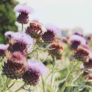 蓟花照片色调风格Instagram过滤器图片