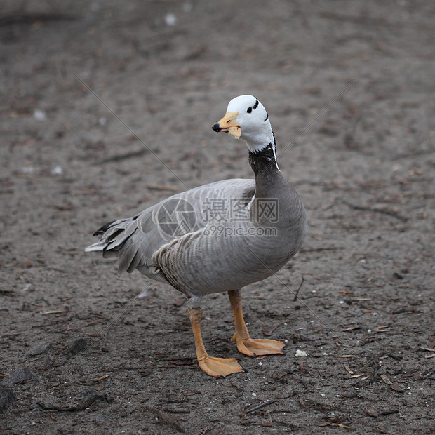户外的灰色鸭子