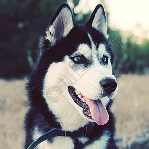 西伯利亚哈士奇犬种图片
