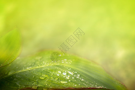 绿叶,水滴夏天的自然背景上图片