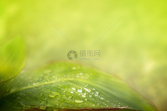 绿叶,水滴夏天的自然背景上图片