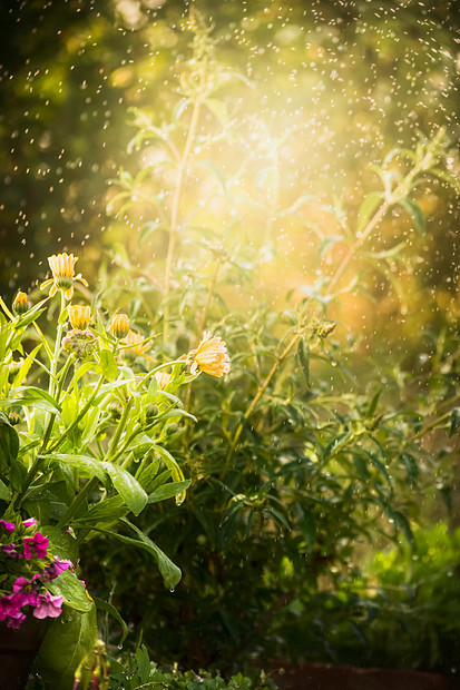 美丽的床上花园的花朵,背景个夏天的花园金盏花的花坛夏季花园花卉自然背景图片