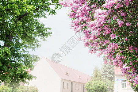 丁香灌木村庄的房屋背景上开花图片