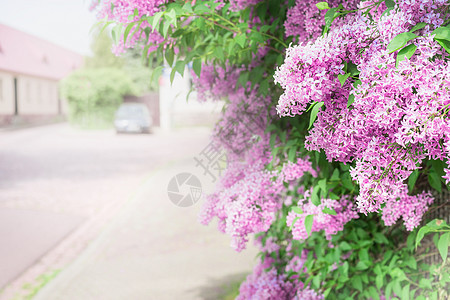 乡村街道上开花的丁香枝户外自然背景,丁香花图片