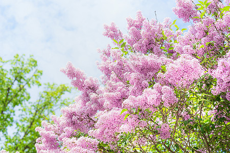 可爱的丁香花盛开天空的背景上户外自然背景与丁香花花园公园图片