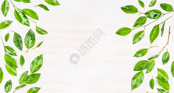 白色木制背景上带露珠的绿叶的边框横幅,顶部视图生态,机自然背景绿叶图案图片