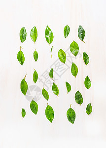 平躺的绿叶与水滴白色的木制背景,顶部的视图生态,机自然绿叶图案图片