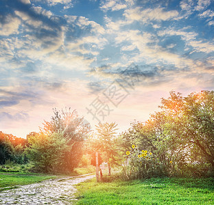 乡村夏季自然夏天的树,向日葵草坪美丽的天空背景上花园小径图片