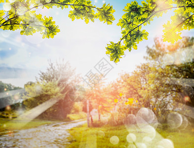 绿色树叶覆盖乡村自然背景与阳光波克夏季乡村自然背景图片