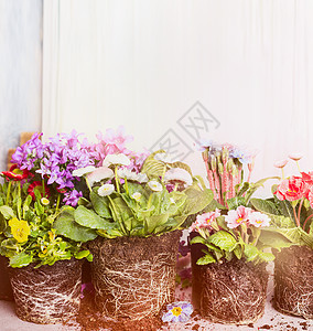 各种植物花卉盆栽花园阳台花浅色背景上图片