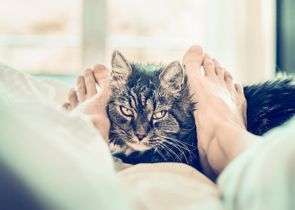 床上的猫女人的脚拥抱猫的口吻图片