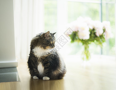 客厅里的家猫大窗户花上漂亮的家景猫背景图片