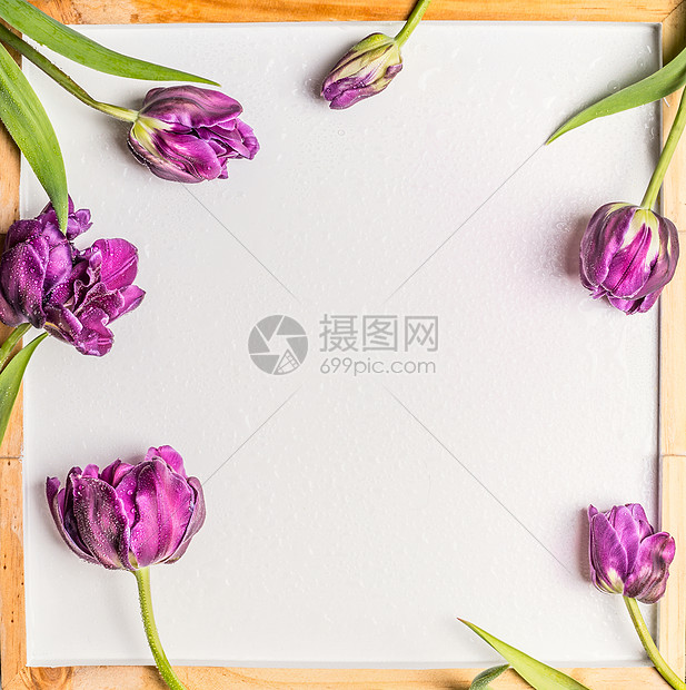 背景与郁金香花水滴空白的白色黑板上春天春天的花的高清图片下载 正版图片 摄图网 背景与郁金香花水滴空白的白色黑板上春天春天的花的高清图片下载 正版图片 摄图网