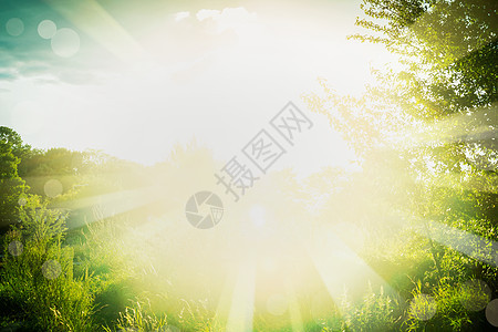 美丽的夏季背景,绿色的草,树叶阳光户外夏季自然背景与阳光图片