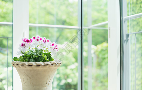 兵马俑花瓶花盆与天竺葵花窗户上进入花园背景,家居装饰内部图片