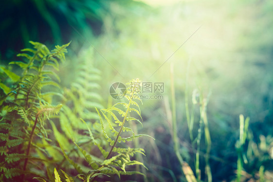 丛林雨林自然背景上的蕨类植物叶子,户外图片