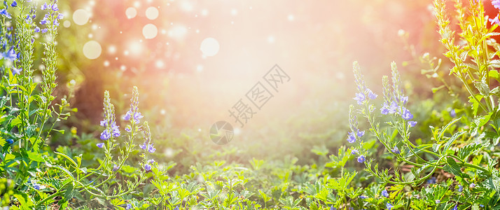 夏季自然背景,花园公园里蓝色的花,户外自然,横幅图片