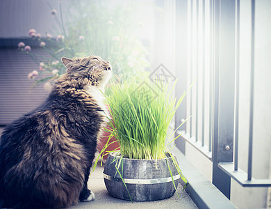 家猫阳台上吃猫草图片