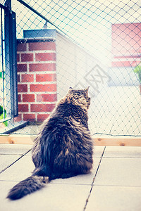 家猫坐阳台的网前猫网户外捕集器图片