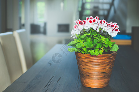 可爱的红色天竺葵花客厅窗户背景的桌子上家居装饰图片