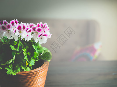 漂亮的天竺葵花客厅背景的桌子上家居装饰图片
