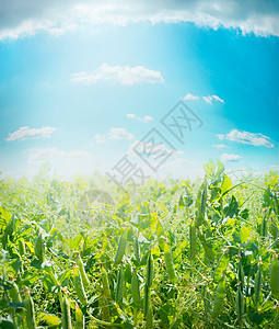 绿色豌豆与豆荚蓝色的夏季天空背景,户外农业领域背景图片