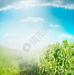 夏田青豌豆蓝天,户外农业背景图片
