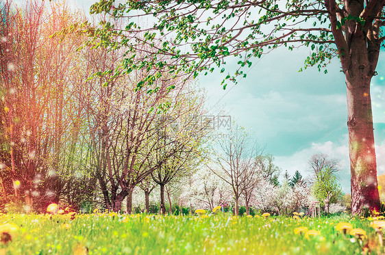 春天的自然背景,树木花园公园开花图片