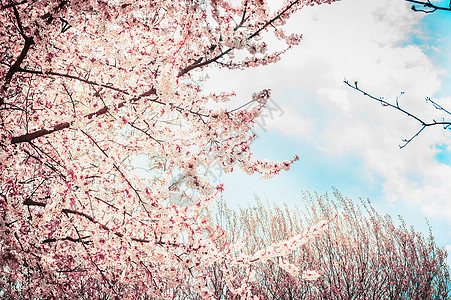花园公园的天空背景上盛开的樱花树春天的自然图片
