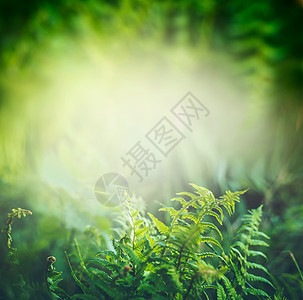 热带丛林雨林中的绿色蕨类植物,阳光户外自然背景图片