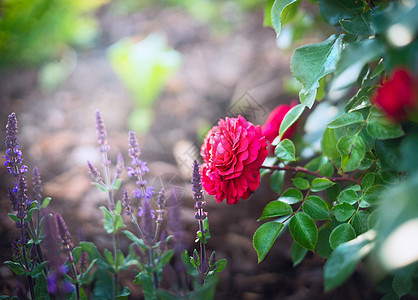 阳光明媚的花园公园背景上的红玫瑰鼠尾草花图片