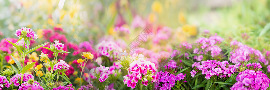 花模糊的夏季花园公园背景,横幅为网站图片