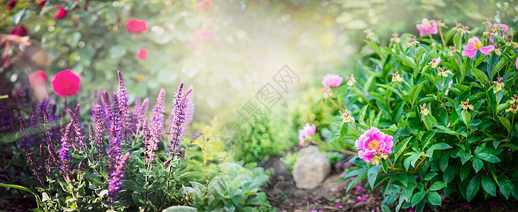 牡丹灌木与花园鼠尾草红玫瑰花阳光明媚的公园背景图片