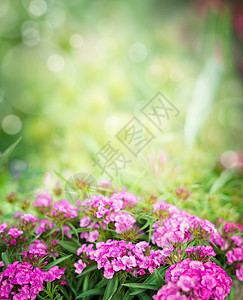 粉红色的花模糊的花园公园背景上图片