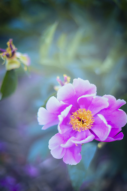 粉红色牡丹花模糊的叶子背景上,特写图片