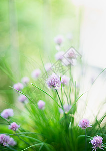 草本植物花园背景上的韭菜花图片