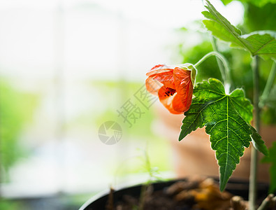 红花花盆自然背景,户外图片