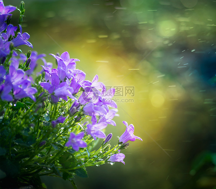 美丽的蓝铃花绿色模糊的自然背景上图片