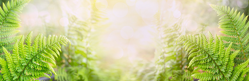 蕨类植物叶子模糊的自然背景,为网站图片