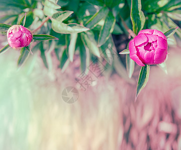 粉红色牡丹芽,顶景,特写,框架,色调图片