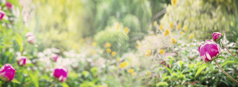 夏季公园花园与牡丹植物,自然背景,横幅网站图片