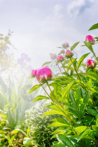 花园公园里的牡丹植物图片