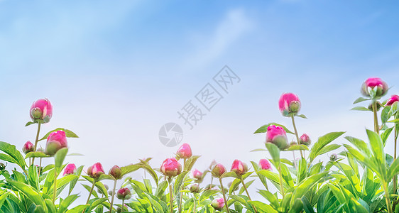 牡丹花蕾蓝天背景下,为网站与园艺图片